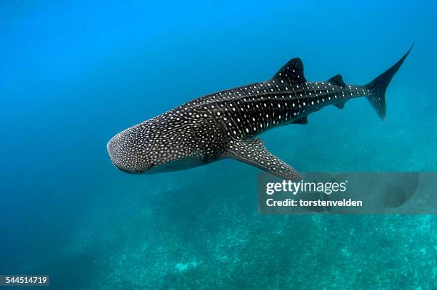 whale shark swimming underwater, dumaguete, oslob, philippines - walvishaai stockfoto's en -beelden