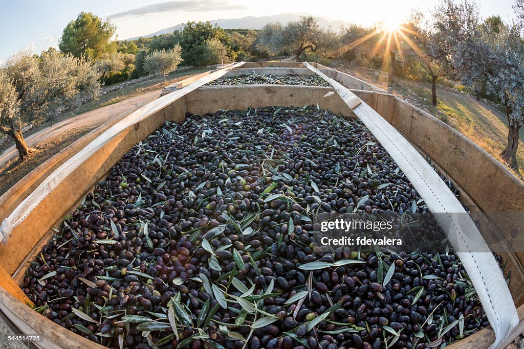 Freshly picked full de salze olives (aka salcena) on the back of a tractor, Tarragona, Catalonia, Spain