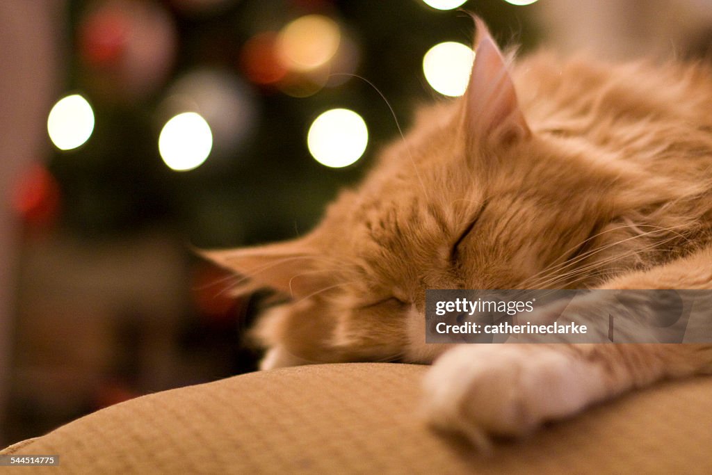 Sleeping cat in front of christmas tree