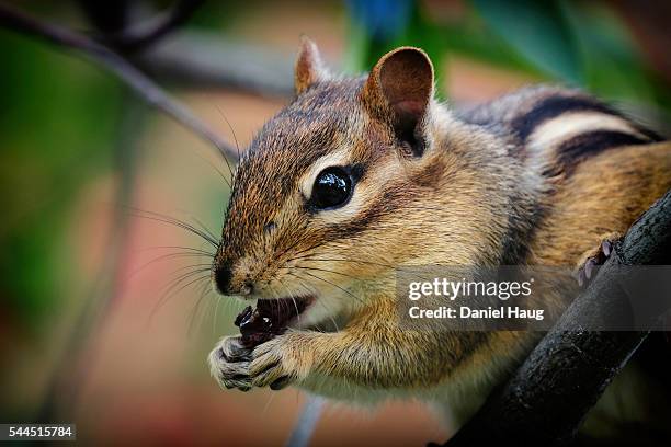 chipmunk devouring berries - chipmunk stock pictures, royalty-free photos & images