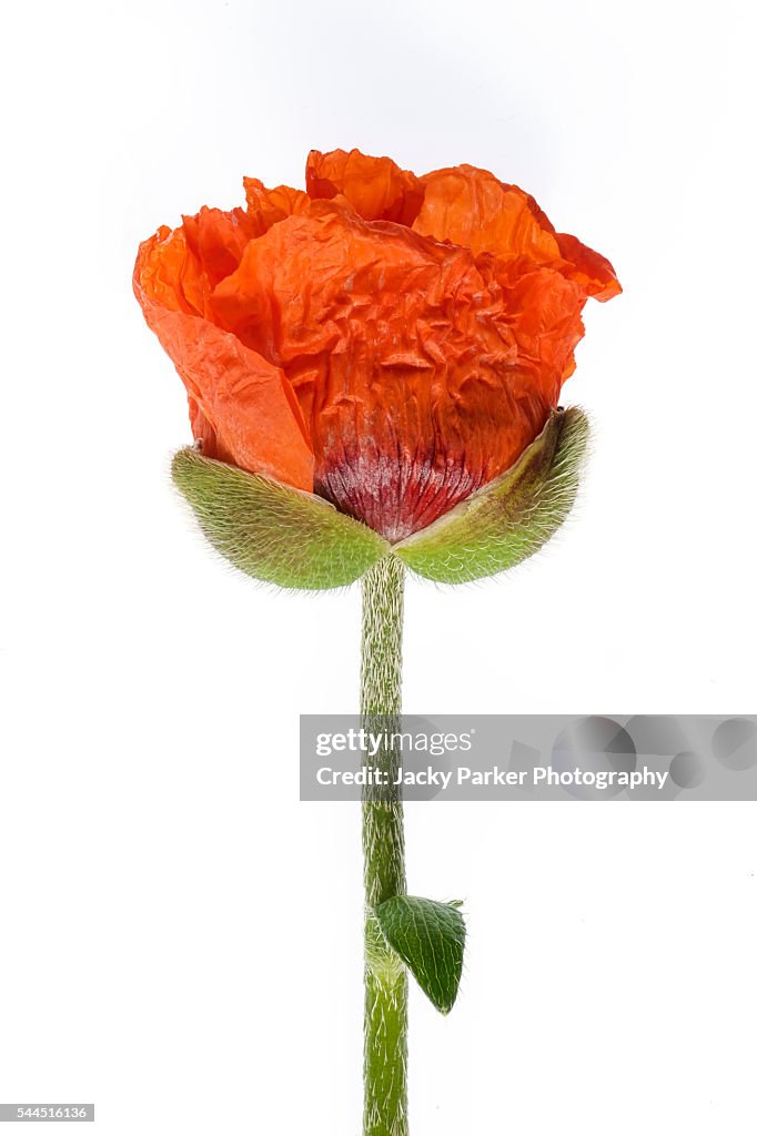 Oriental Poppy Flower Opening High-Res Stock Photo - Getty Images