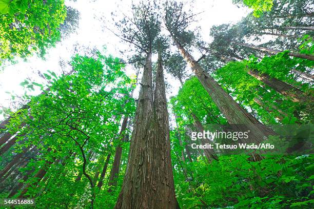akita prefecture, japan - cryptomeria japonica stock pictures, royalty-free photos & images