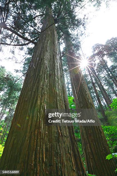 akita prefecture, japan - cryptomeria japonica stock pictures, royalty-free photos & images