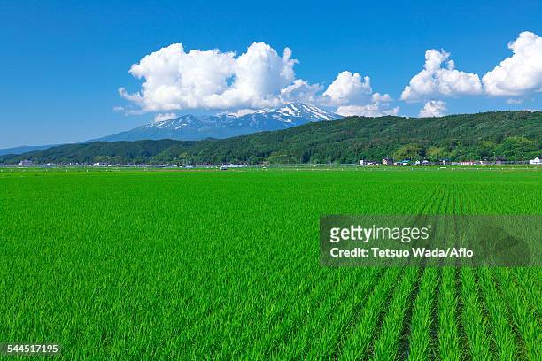 rice field - prefectura yamagata fotografías e imágenes de stock