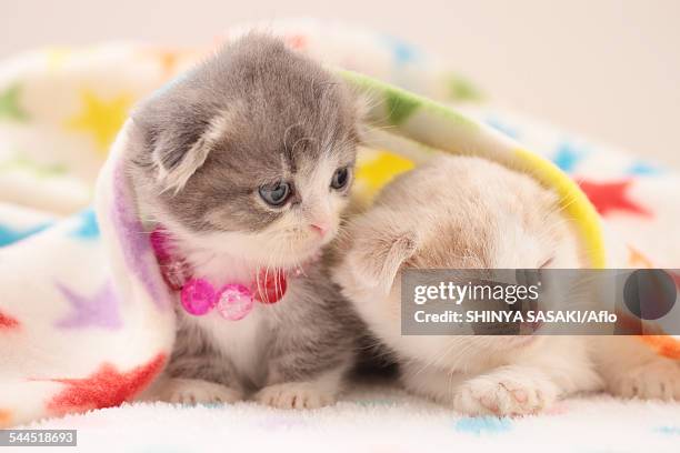 munchkin kittens - munchkin kitten bildbanksfoton och bilder