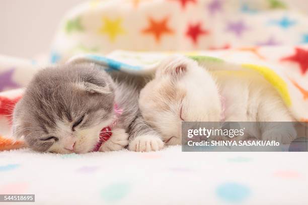 munchkin kittens - munchkin kitten bildbanksfoton och bilder