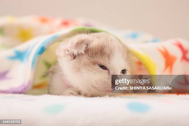 munchkin - munchkin kitten bildbanksfoton och bilder