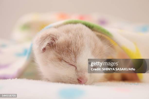 munchkin - munchkin kitten bildbanksfoton och bilder