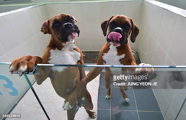 This picture taken on June 29, 2016 shows cloned dogs in a glass-fronted pen at a care room of the Sooam Biotech Research Foundation, a world leader...