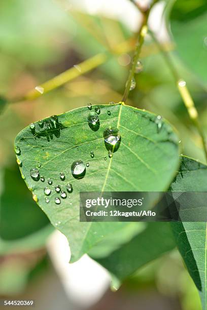 water drops on green leaf - chinese tallow tree stock pictures, royalty-free photos & images