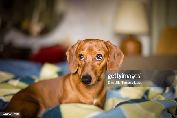 dog on bed - dachshund stock pictures, royalty-free photos & images