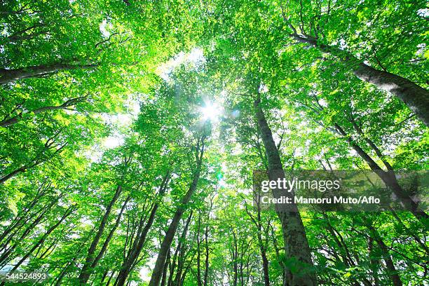 green forest - forest bathing stock pictures, royalty-free photos & images