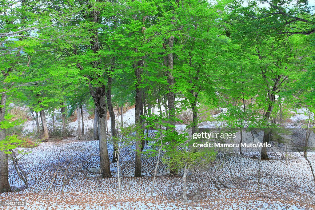 Akita Prefecture, Japan