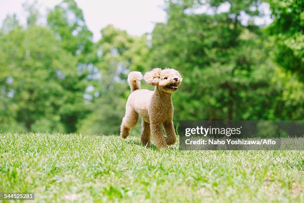 toy poodle in a park - toy poodle stock pictures, royalty-free photos & images