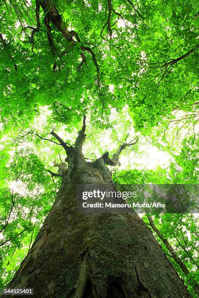 green leaves - ichinoseki stock pictures, royalty-free photos & images