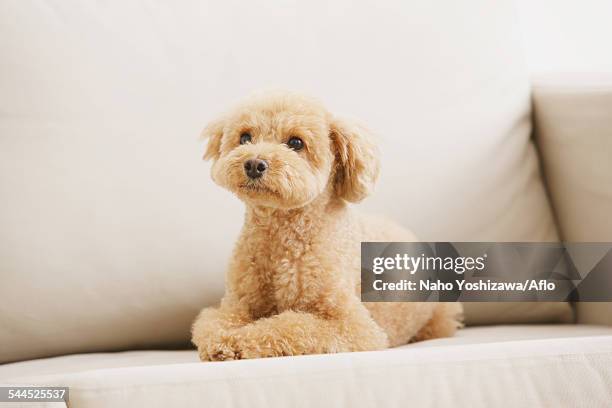 toy poodle on sofa - caniche de juguete fotografías e imágenes de stock