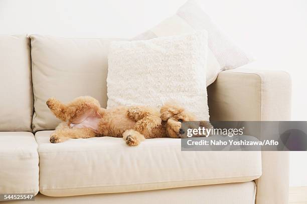 toy poodle on sofa - caniche de juguete fotografías e imágenes de stock