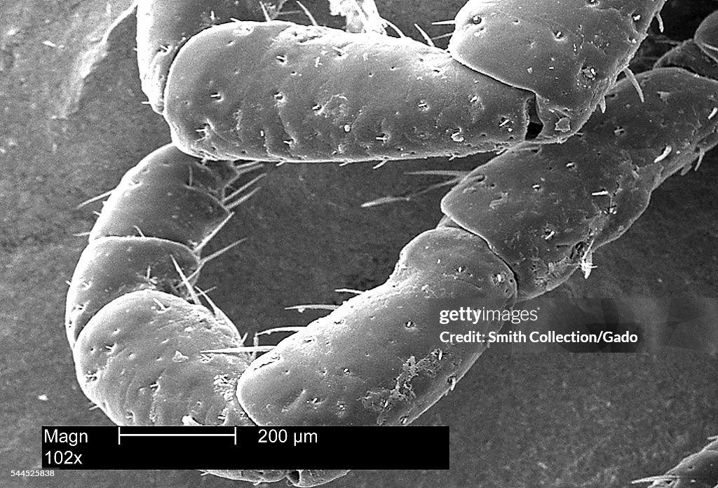 Dermacentor Variabilis