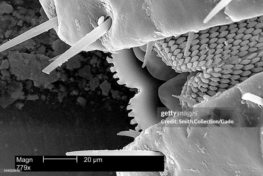 Dermacentor Variabilis