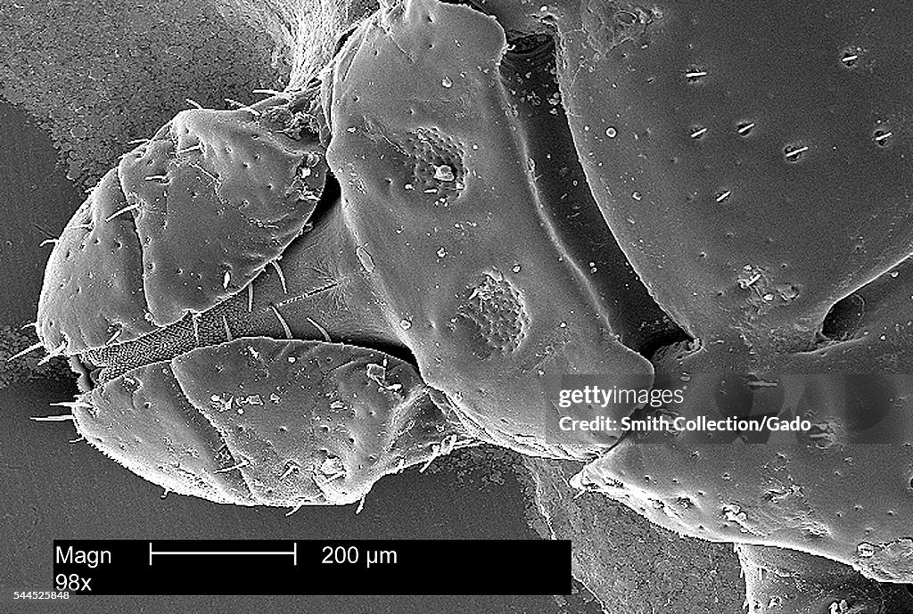 Dermacentor Variabilis