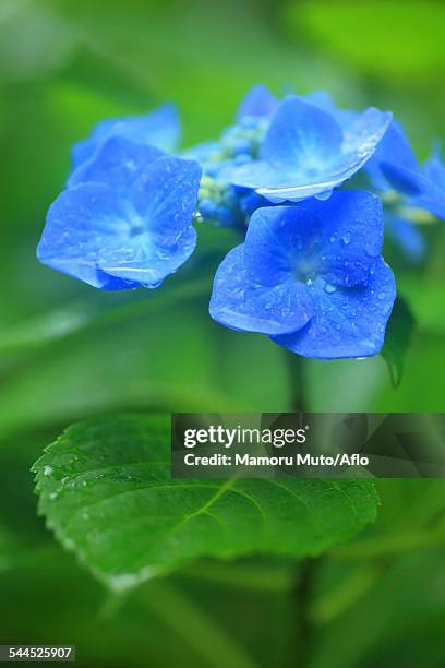 hydrangea - ichinoseki stock-fotos und bilder