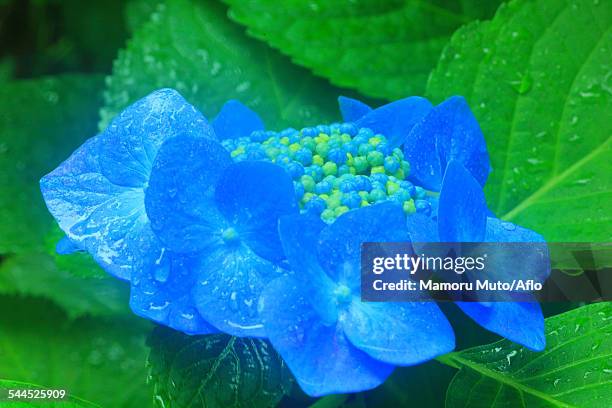 hydrangea - ichinoseki stock pictures, royalty-free photos & images