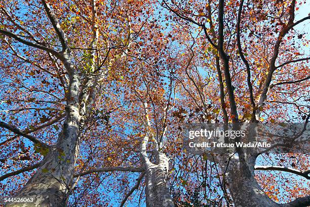 london planetree - platanus acerifolia stock pictures, royalty-free photos & images
