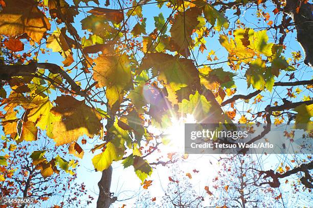 autumn leaves - platanus acerifolia stock pictures, royalty-free photos & images