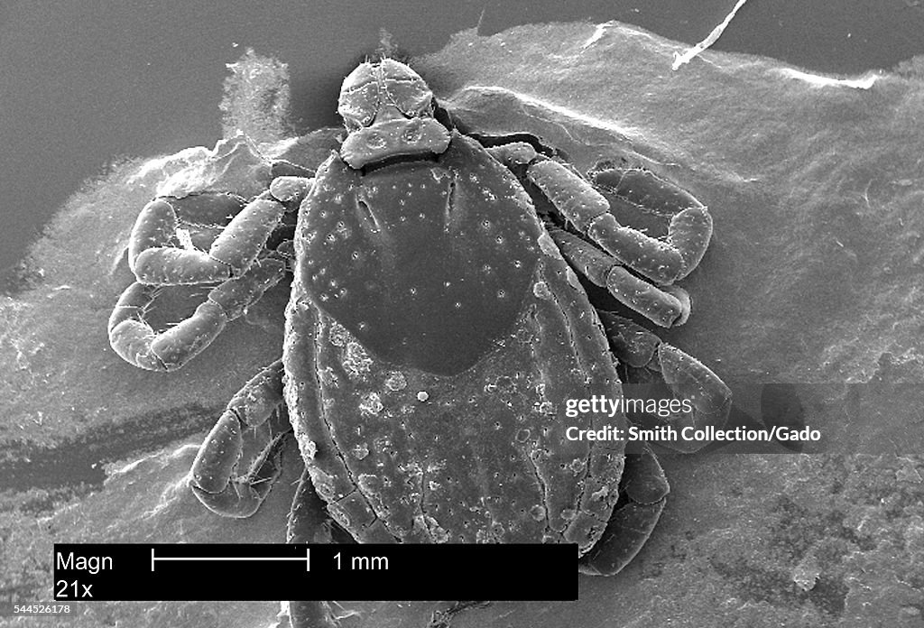 Dermacentor Variabilis