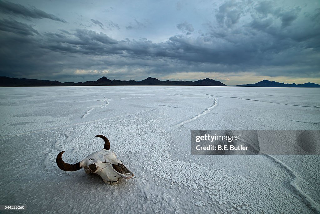 Buffalo Skull