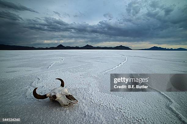 buffalo skull - african buffalo stock pictures, royalty-free photos & images