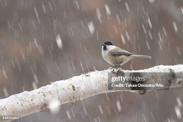 Japanese Tit Photos And Premium High Res Pictures Getty Images japanese-tit-photos-and-premium-high-res-pictures-getty-images