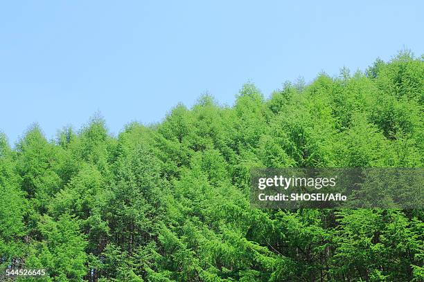 trees and sky - japanese larch stock pictures, royalty-free photos & images