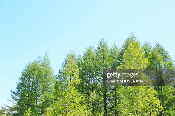 nagano prefecture, japan - japanese larch stock pictures, royalty-free photos & images