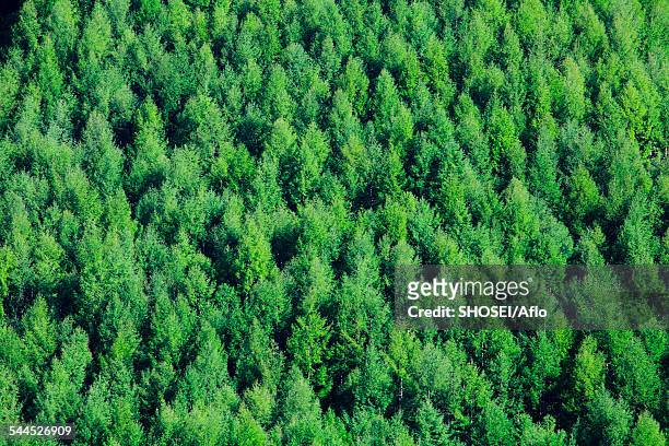nagano prefecture, japan - japanese larch stock pictures, royalty-free photos & images