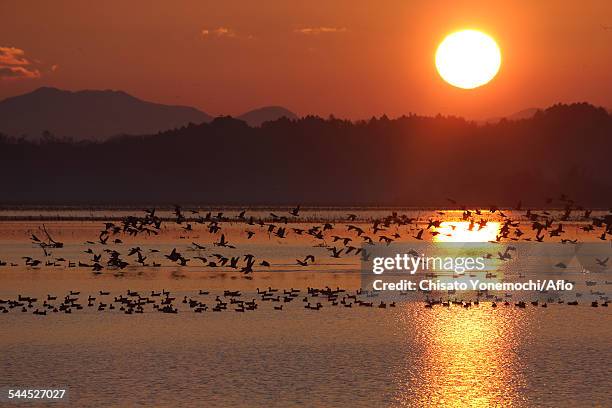 birds flying - izunuma stock pictures, royalty-free photos & images