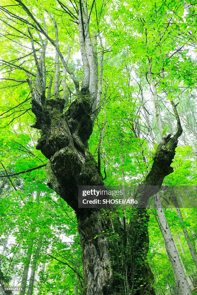 Nagano Prefecture, Japan