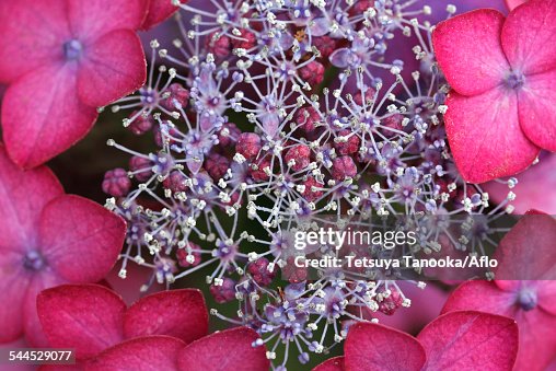 Hydrangea Hydrangea