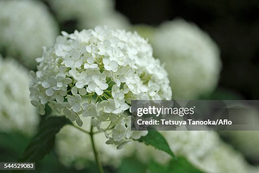 Hydrangea Hydrangea