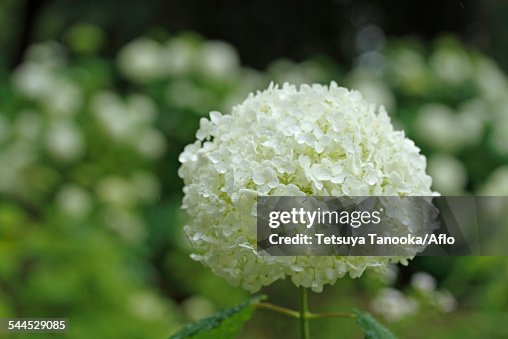Hydrangea Hydrangea