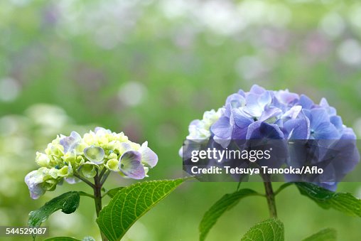Hydrangea Hydrangea