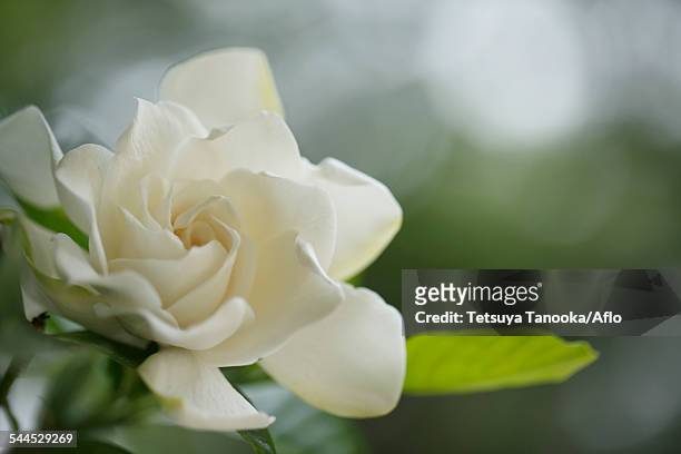 gardenia - gardenia stock pictures, royalty-free photos & images