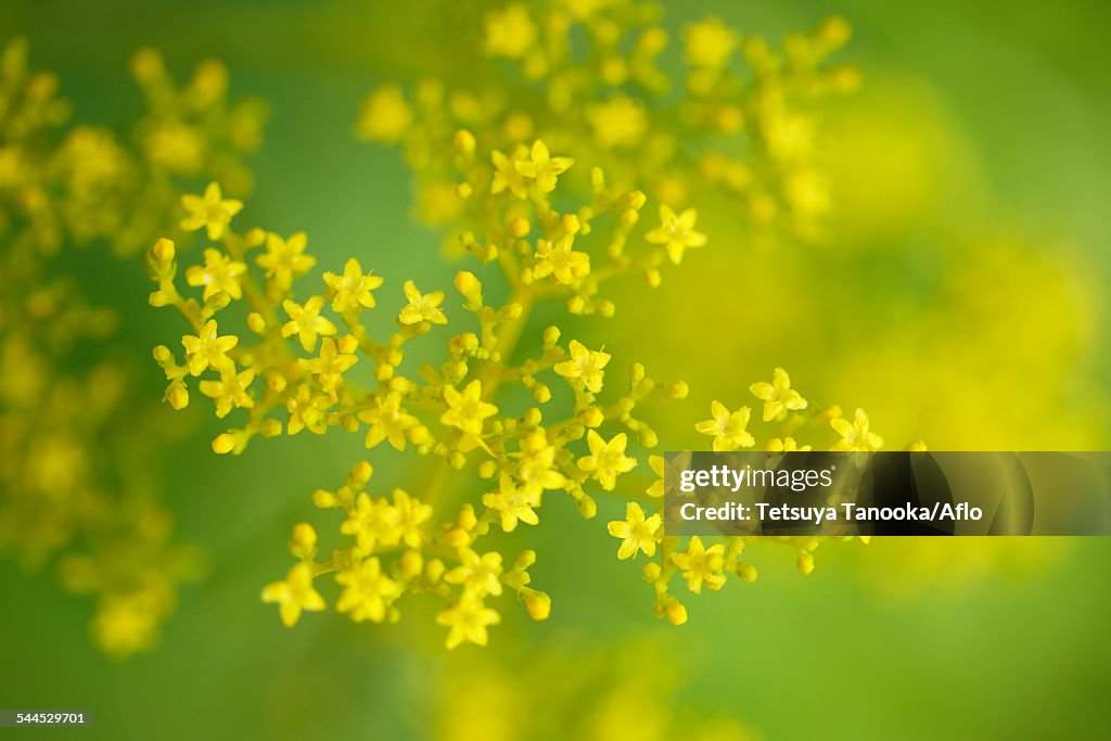 Golden Lace