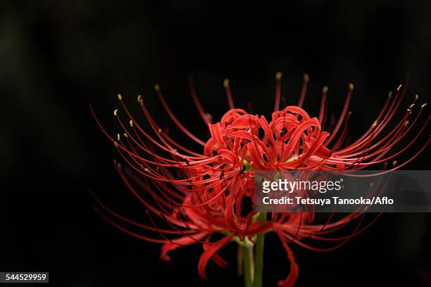 red spider lily - licorice flower stock pictures, royalty-free photos & images