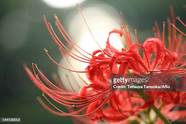red spider lily - licorice flower stock pictures, royalty-free photos & images