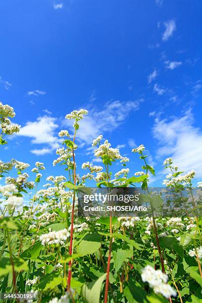 buckwheat field - buckwheat stock pictures, royalty-free photos & images