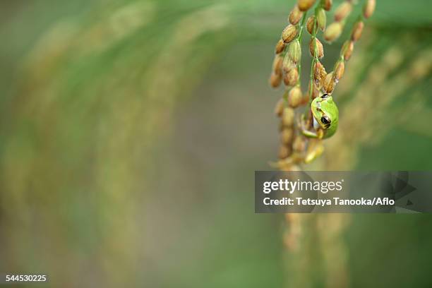 Japanese Rice Frog 274 Japanese Tree Frog Stock Photos, High-Res Pictures, and Images ...