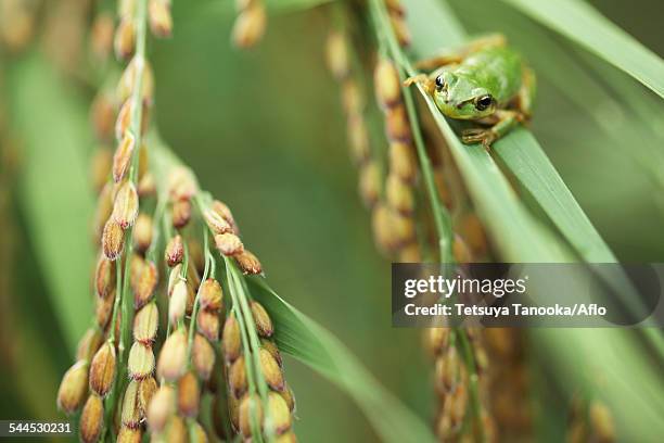 Japanese Rice Frog 280 Japanese Tree Frog Stock Photos, High-Res Pictures, and Images ...