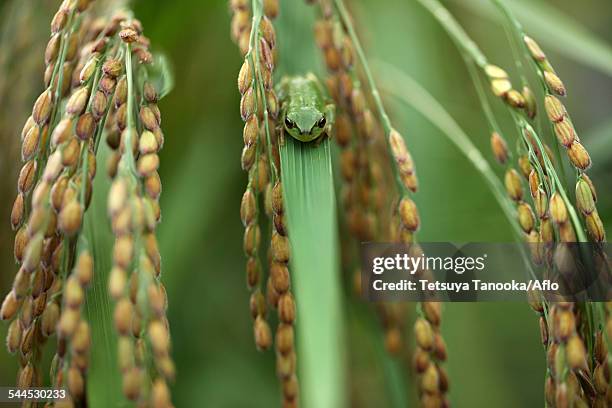 Japanese Rice Frog 263 Japanese Tree Frog Stock Photos, High-Res Pictures, and Images ...