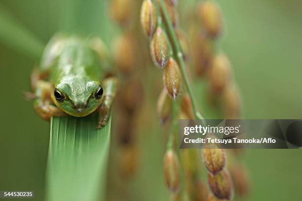 Japanese Rice Frog 280 Japanese Tree Frog Stock Photos, High-Res Pictures, and Images ...